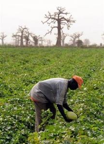 Afrique: les bailleurs de fonds invités à investir dans l'agriculture - NOUAKCHOTT Afrique: les bailleurs de fonds invités à investir dans l'agriculture - NOUAKCHOTT