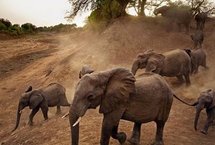 Le FNDD et les éléphants. Le FNDD et les éléphants.