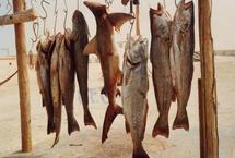 Une société sud-africaine va implanter une usine de poissons à Nouakchott Une société sud-africaine va implanter une usine de poissons à Nouakchott