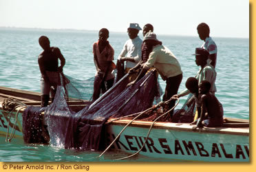 La Mauritanie veut réduire le nombre des licences de pêche accordées aux bateaux sénégalais La Mauritanie veut réduire le nombre des licences de pêche accordées aux bateaux sénégalais