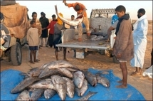 Mauritanie: la pêche industrielle reprend après 2 mois de "repos biologique"