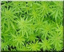 Boghe : La jeunesse face au cannabis (yamba) dans la ville.