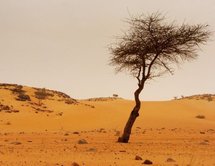 La Mauritanie plante à Nouakchott 384.000 arbres pour stopper sable et mer