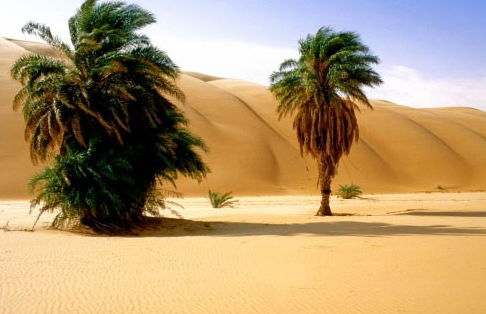 Le gouvernement construit une ceinture verte autour de Nouakchott 
