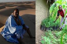 Pour stopper le désert, grande opération « plantation » en Mauritanie ! Pour stopper le désert, grande opération « plantation » en Mauritanie !