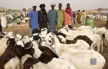 Préparatifs de la Tabaski 2010 : Une partie du foirail de Khombole délocalisée à Sewe Khaye Préparatifs de la Tabaski 2010 : Une partie du foirail de Khombole délocalisée à Sewe Khaye