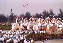 Mauritanie - régional Mauritanie - régional