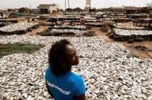 Pêche-Mauritanie: Greenpeace Afrique condamne l’octroi de licence à une société chinoise Pêche-Mauritanie: Greenpeace Afrique condamne l’octroi de licence à une société chinoise