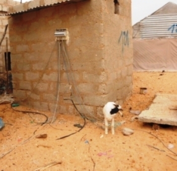 Nouakchott : les niches et les poteaux électriques sèment la panique Nouakchott : les niches et les poteaux électriques sèment la panique
