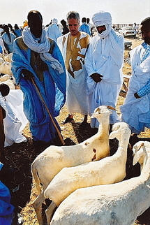 Aid Fitr-Mauritanie: Les prix du mouton en hausse Aid Fitr-Mauritanie: Les prix du mouton en hausse