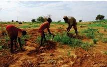 Production céréalière: une chute de 52% en Mauritanie (OCHA) Production céréalière: une chute de 52% en Mauritanie (OCHA)