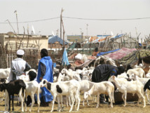La Tabaski sera célébrée vendredi en Mauritanie La Tabaski sera célébrée vendredi en Mauritanie