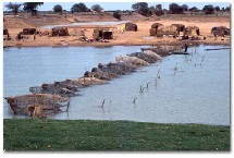 Mauritanie-Arabes-Agriculture:Des investisseurs agricoles arabes s’intéressent à la Vallée du fleuve en Mauritanie