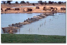 Mauritanie-Arabes-Agriculture:Des investisseurs agricoles arabes s’intéressent à la Vallée du fleuve en Mauritanie Mauritanie-Arabes-Agriculture:Des investisseurs agricoles arabes s’intéressent à la Vallée du fleuve en Mauritanie
