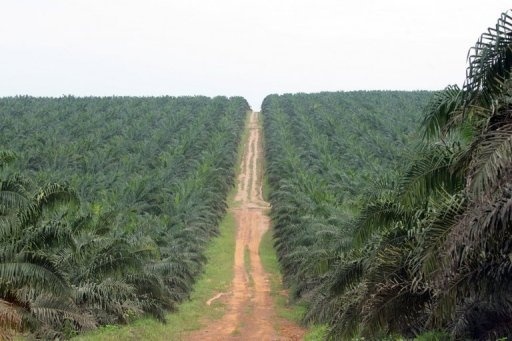 Huile de palme: les Africains se mobilisent contre le "dénigrement" Huile de palme: les Africains se mobilisent contre le "dénigrement"