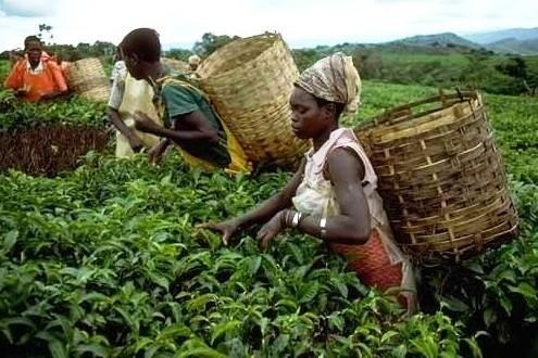 Les raisons qui font que vous allez aimer vivre en Afrique Les raisons qui font que vous allez aimer vivre en Afrique
