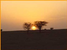 Plus de 140 mille plants seront plantés sur l'ensemble du territoire mauritanien Plus de 140 mille plants seront plantés sur l'ensemble du territoire mauritanien
