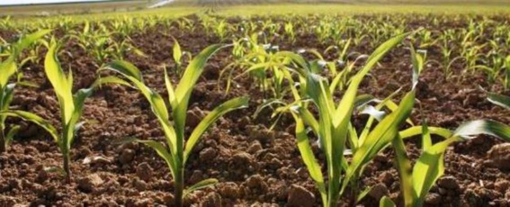 Accaparement des terres : Une situation préoccupante Accaparement des terres : Une situation préoccupante