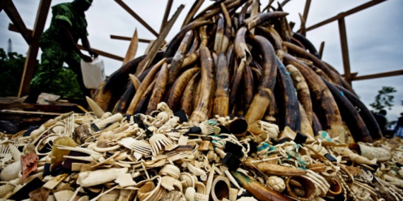 Les autorités gabonaises se préparent à incinérer de l'ivoire issu du braconnage, à Libreville, le 27 juin 2012.