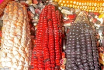 1er SENS DE MAÏS : INDIVISIBILITÉ DE NOS PEUPLES ! / Par Sammba NDEET 1er SENS DE MAÏS : INDIVISIBILITÉ DE NOS PEUPLES ! / Par Sammba NDEET