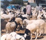 Podor : Les moutons de la Mauritanie envahissent le département Podor : Les moutons de la Mauritanie envahissent le département