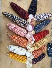 MAURITANIE DU SUD : MAÏS TIENT SON 1er Congrès Extraordinaire / Par Sammba NDEET MAURITANIE DU SUD : MAÏS TIENT SON 1er Congrès Extraordinaire / Par Sammba NDEET