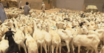 Mauritanie : transport, entretien et alimentation engraissent le prix du mouton