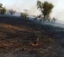 M’Bagne : Un feu de brousse dévore environ 5 km entre N’Diawaldi et Thiooga M’Bagne : Un feu de brousse dévore environ 5 km entre N’Diawaldi et Thiooga