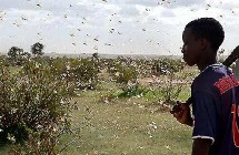 Des criquets pèlerins envahissent le sud-ouest de la Mauritanie Des criquets pèlerins envahissent le sud-ouest de la Mauritanie