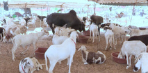 Sénégal. De 250.000 à 650.000 FCFA le mouton : à Dakar, l’ambiance est déjà à la Tabaski Sénégal. De 250.000 à 650.000 FCFA le mouton : à Dakar, l’ambiance est déjà à la Tabaski