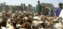 Bamako interdit la vente de moutons dans les rues
