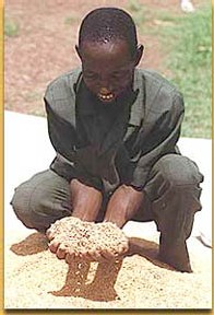 Les nouveaux riz de l’Afrique (NERICA), de par leurs qualités intrinsèques apportent un espoir aux millions de pauvres du continent........ Les nouveaux riz de l’Afrique (NERICA), de par leurs qualités intrinsèques apportent un espoir aux millions de pauvres du continent........