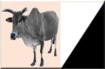 COMMUNIQUÉ DE L’AJDMR : Hommage à Tiébilé Dramé COMMUNIQUÉ DE L’AJDMR : Hommage à Tiébilé Dramé