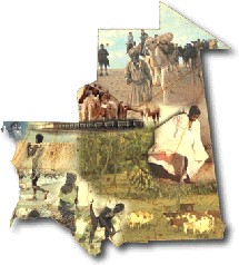 Le cheptel en Mauritanie contaminé par des troupeaux transhumants du Sénégal Le cheptel en Mauritanie contaminé par des troupeaux transhumants du Sénégal