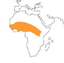 Il n’y a plus de dracunculose en Mauritanie, selon un responsable sanitaire national Il n’y a plus de dracunculose en Mauritanie, selon un responsable sanitaire national