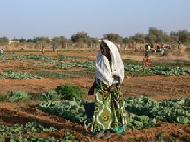 Mauritanie : Agriculture 600 millions de F CFA de la FAO Mauritanie : Agriculture 600 millions de F CFA de la FAO
