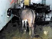 Répugnante découverte : Un abattoir pour les ânes à Arafat Répugnante découverte : Un abattoir pour les ânes à Arafat