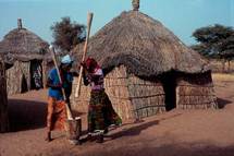 Venant de la Mauritanie : Des oiseaux granivores envahissent les champs de Nianga
