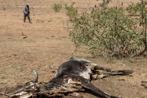 Mauritanie: vive inquiétude au sujet du déficit pluviométrique