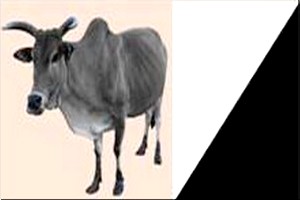 Déclaration AJD/MR : Tentative de blocage des candidats de l’AJD/MR Déclaration AJD/MR : Tentative de blocage des candidats de l’AJD/MR