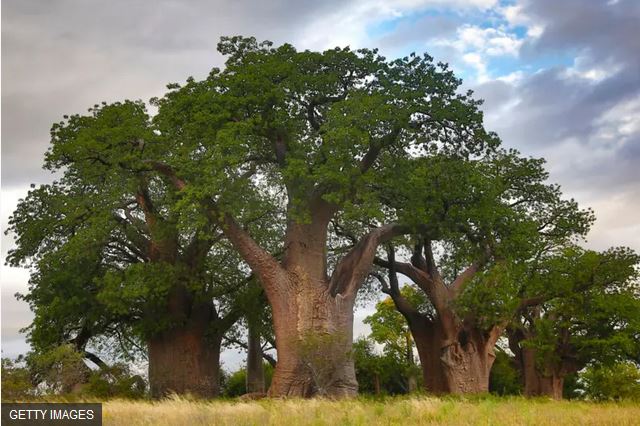 Nutrition : les feuilles de baobab, vertus et bienfaits