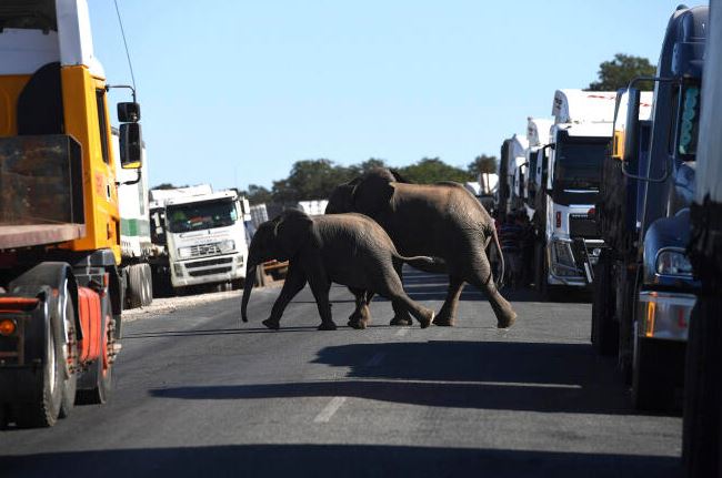 Le président du Botswana menace d’envoyer 20 000 éléphants à l’Allemagne