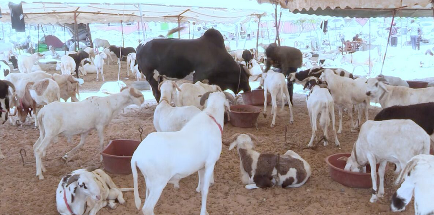 Sénégal. De 250.000 à 650.000 FCFA le mouton : à Dakar, l’ambiance est déjà à la Tabaski
