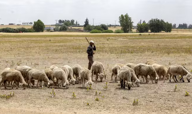 Au Maroc, une fête de l’Aïd sans sacrifice de mouton