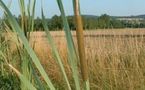 Mauritanie : vers la transformation de la plante du typha en charbon de bois