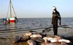 Bataille internationale autour du poisson mauritanien