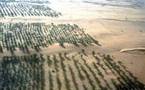 Projet de muraille verte en Afrique: La Mauritanie laissée en rade.