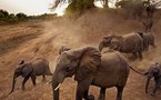 Le FNDD et les éléphants.