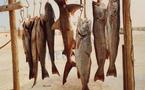 Une société sud-africaine va implanter une usine de poissons à Nouakchott