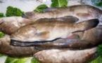 POISSONS D’EAU DOUCE : Retour de certaines espèces jadis menacées d’extinction